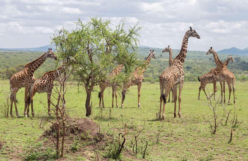 Neptune Ngorongoro Luxury Lodge Exterior foto